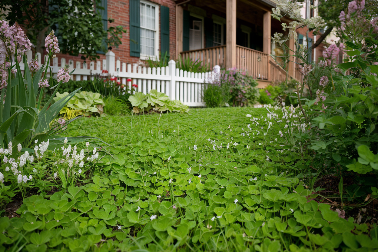 1. Clover Lawn