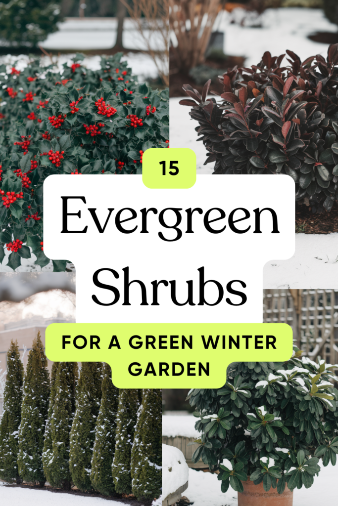 15 Evergreen Shrubs That Keep Your Garden Green All Winter