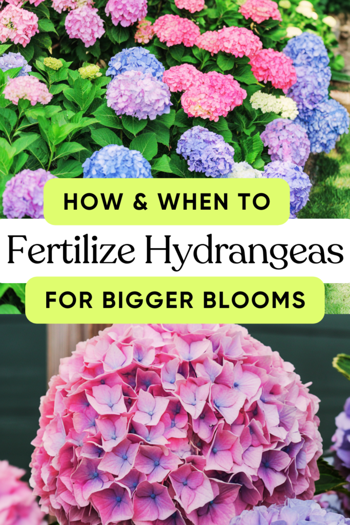 How And When To Fertilize Hydrangeas For Bigger Blooms