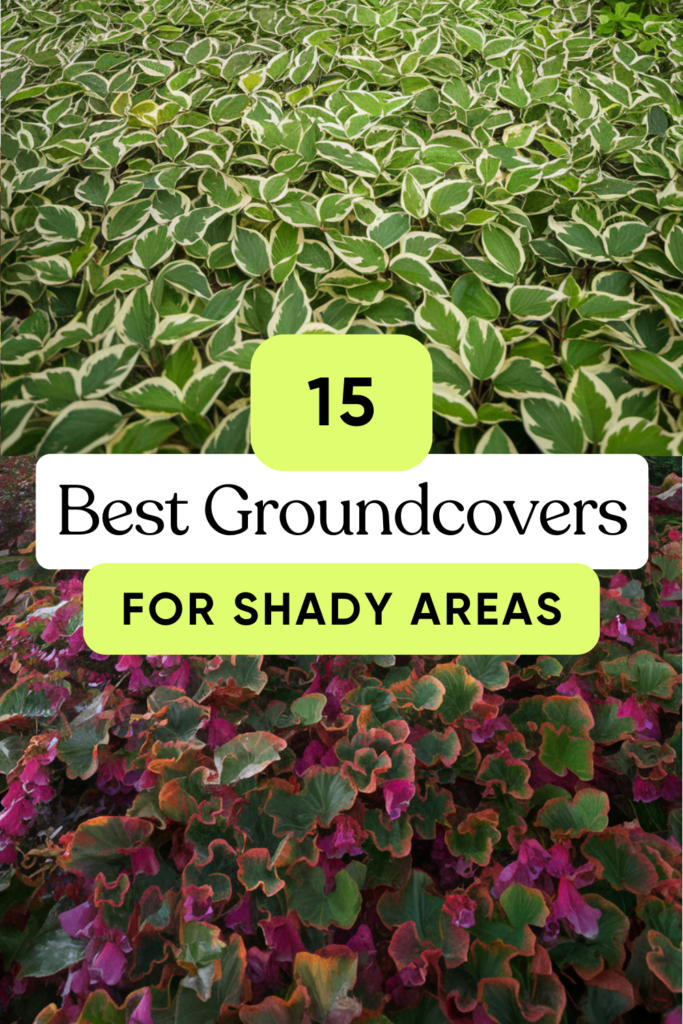 15 Best Groundcover Plants for Shady Areas