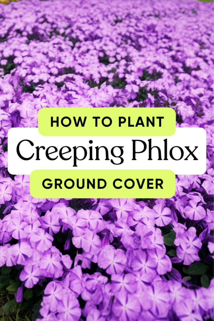 Creeping Phlox Ground Cover - The Perfect Low Maintenance Law Alternative