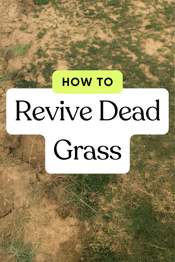 how to revive dead grass